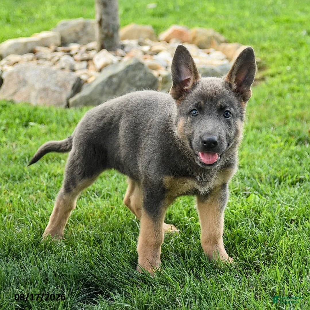 German Shepherd dogs for sale: Kayla - Ad 2