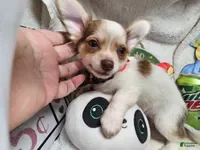 Chihuahua dogs Jimmy Neutronn - Ad 33