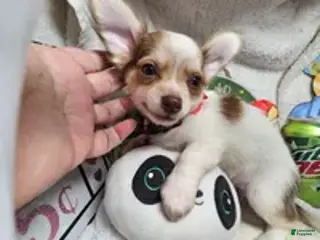 Chihuahua dogs Jimmy Neutronn - Ad 6