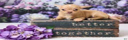 Chihuahua dogs for sale: Patzy - Ad 1