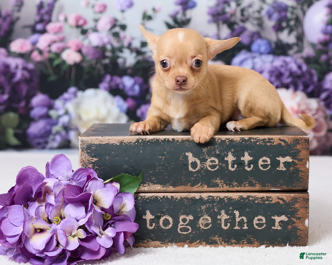 Chihuahua dogs for sale: Patzy - Ad 1