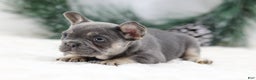 French Bulldog dogs for sale: Helen - Ad 3