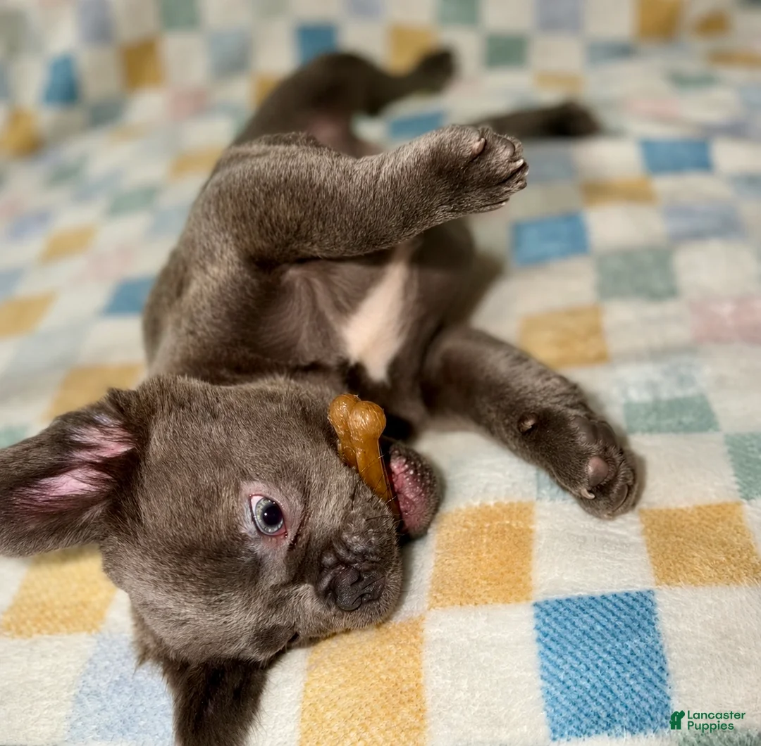 French Bulldog dogs for sale: Duke - Ad 2