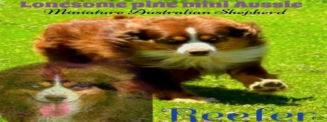 Reefer