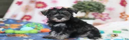Miniature Schnauzer dogs for sale: Tessa - Ad 2
