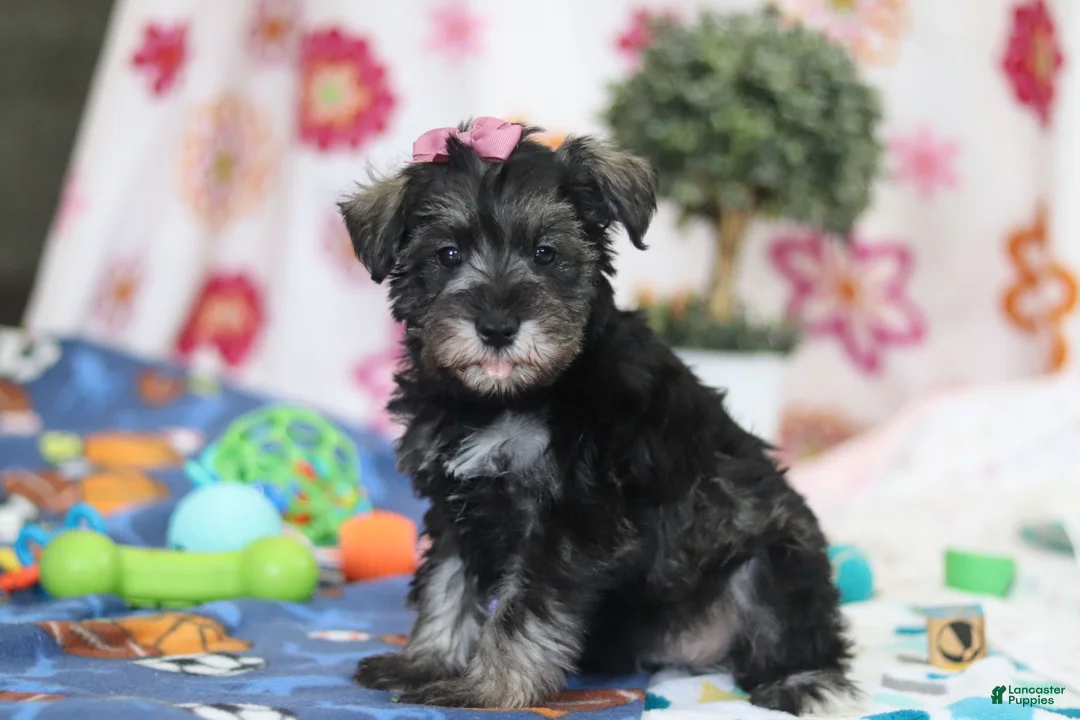 Miniature Schnauzer dogs for sale: Tessa - Ad 2