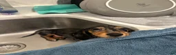 Miniature Dachshund dogs for sale: Miniature Dachshund Puppy 1 - Ad 3