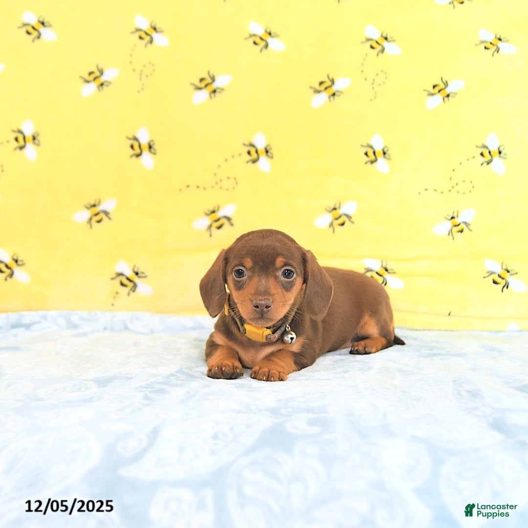 Miniature Dachshund dogs for sale: Penny - Ad 2