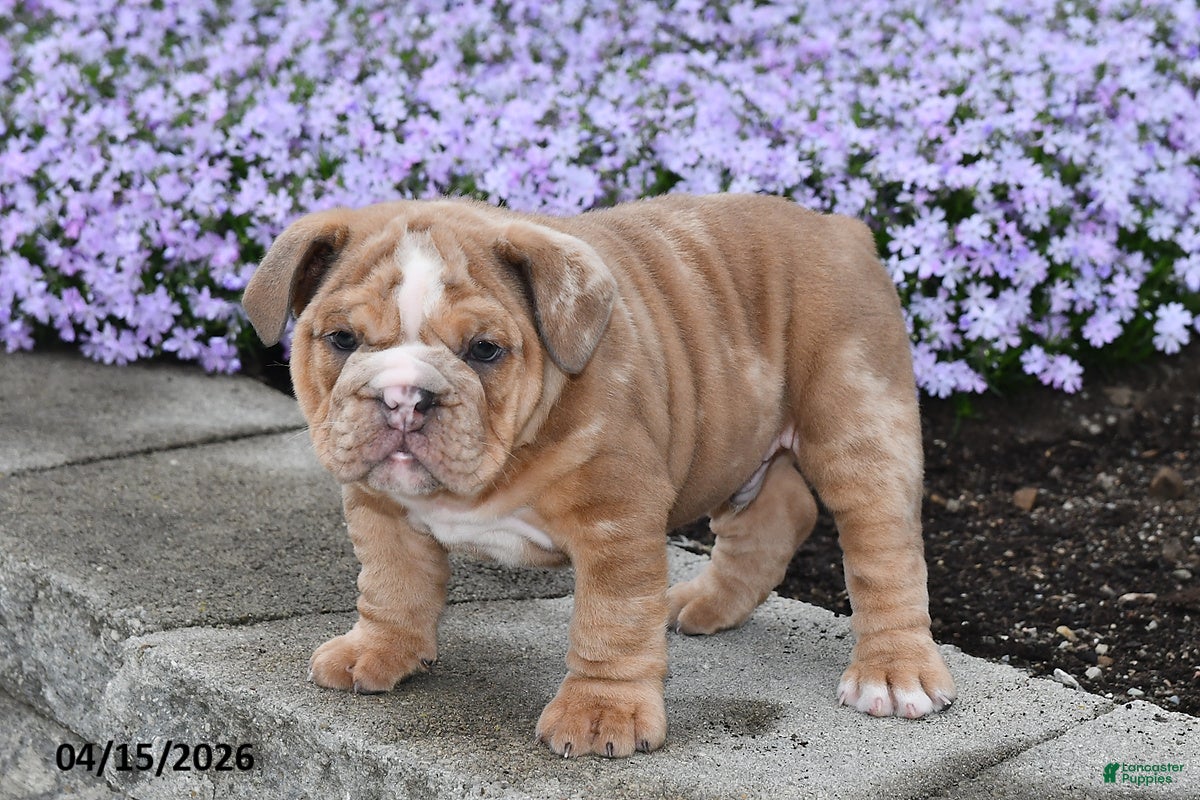 English Bulldog dogs Diesel - Ad 2