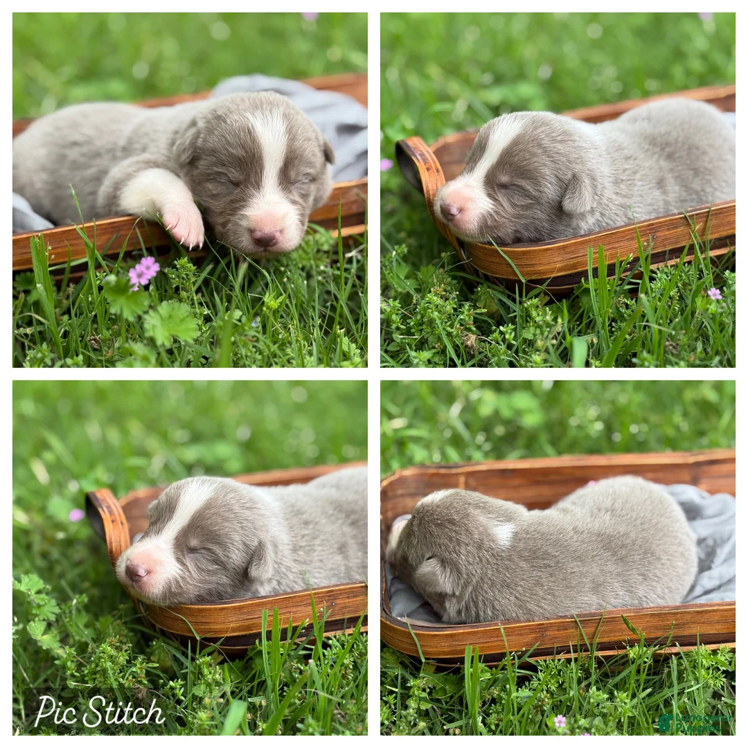 Border Collie dogs for sale: Lilac short hair - Ad 1