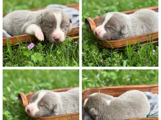 Border Collie dogs Lilac short hair - Ad 12