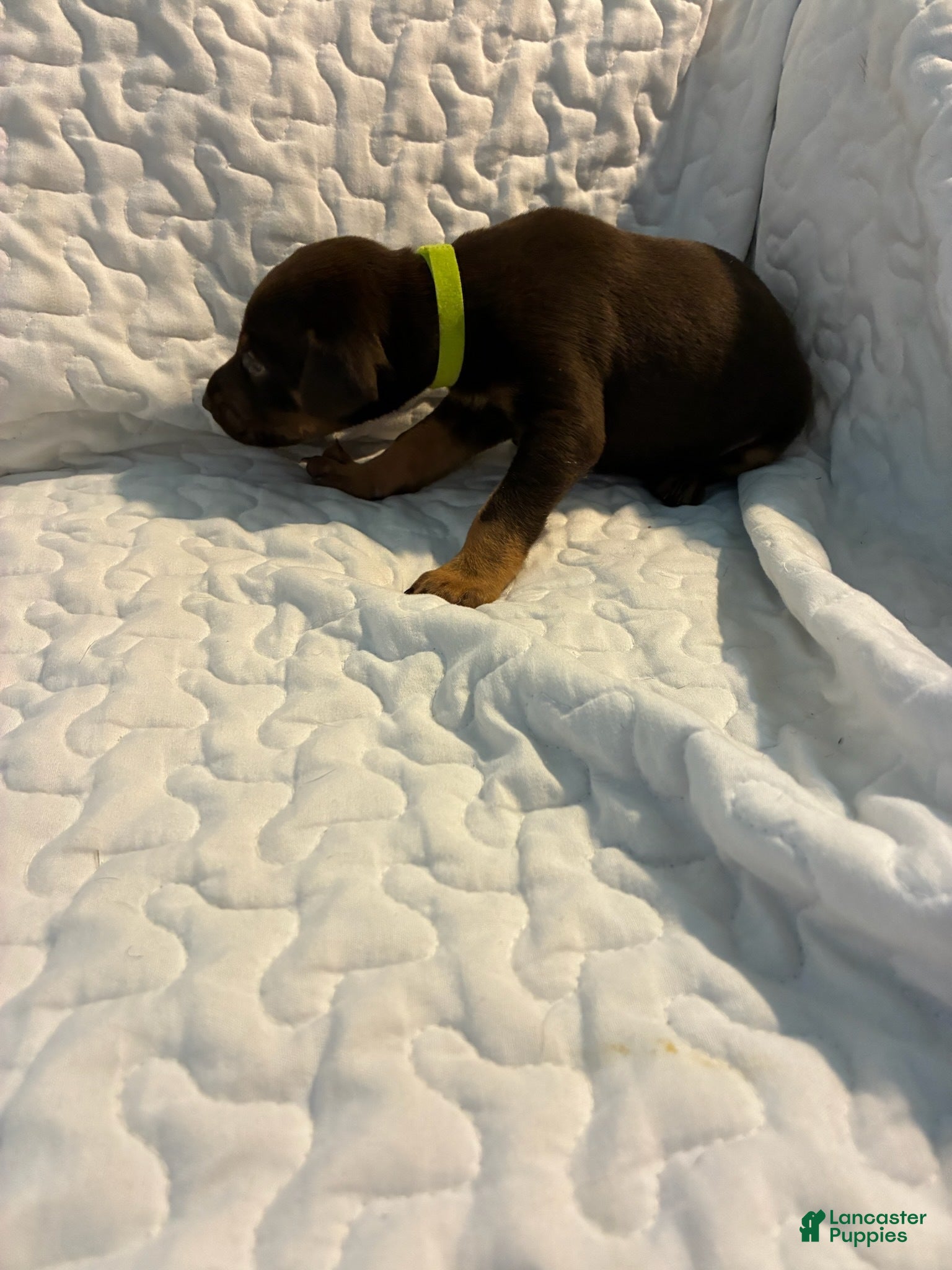 Doberman Pinscher dogs Tank - Ad 32