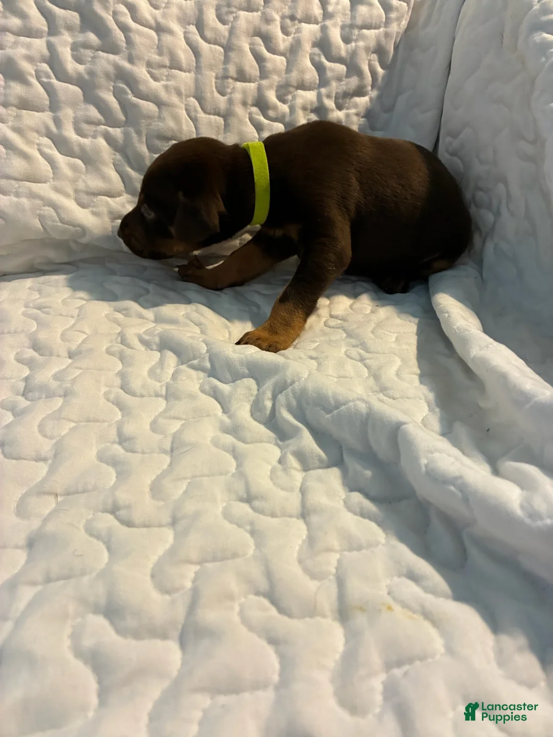 Doberman Pinscher dogs for sale: Tank - Ad 1