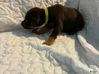 Doberman Pinscher dogs Tank - Ad 32