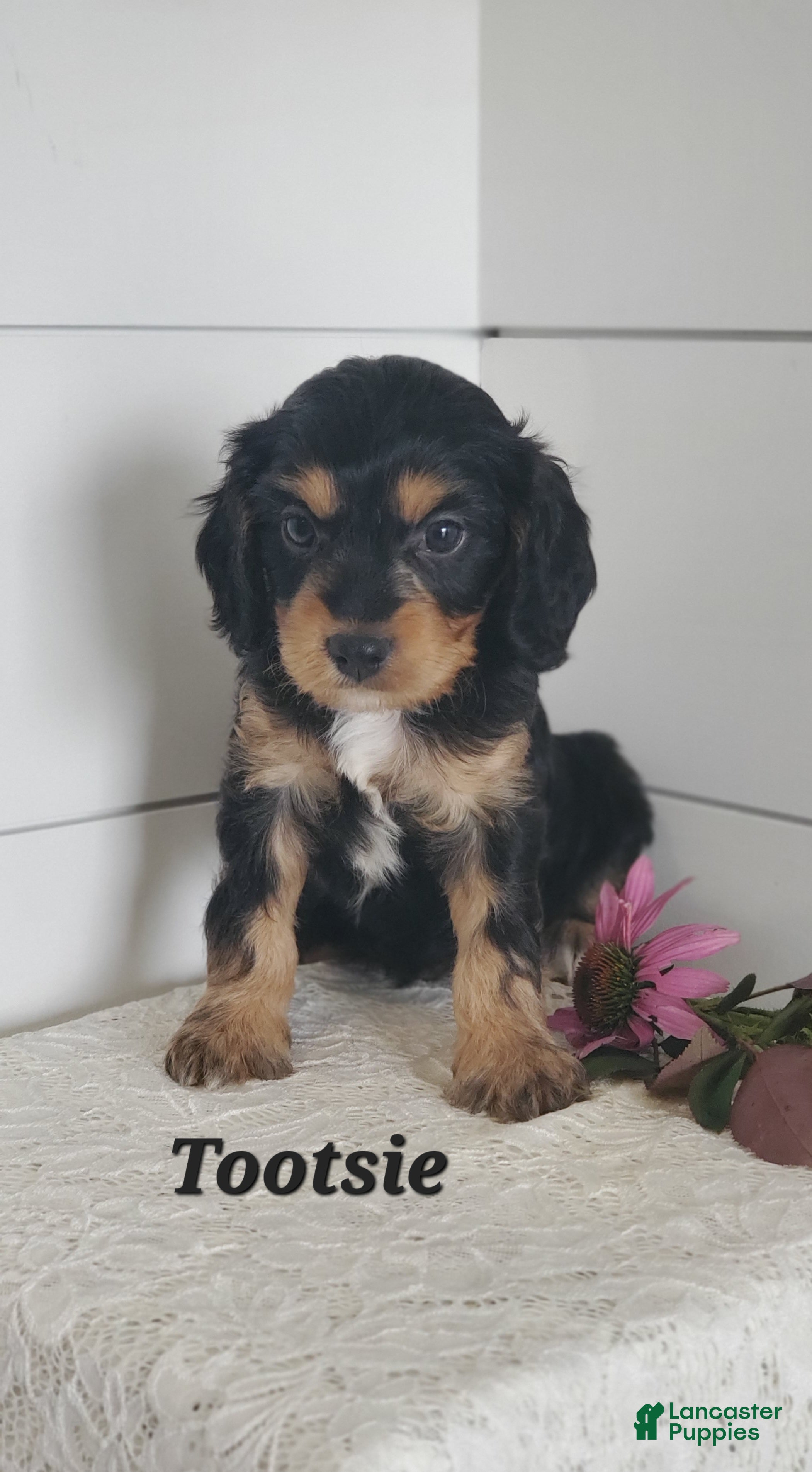 Cavapoo dogs Tootsie  - Ad 5