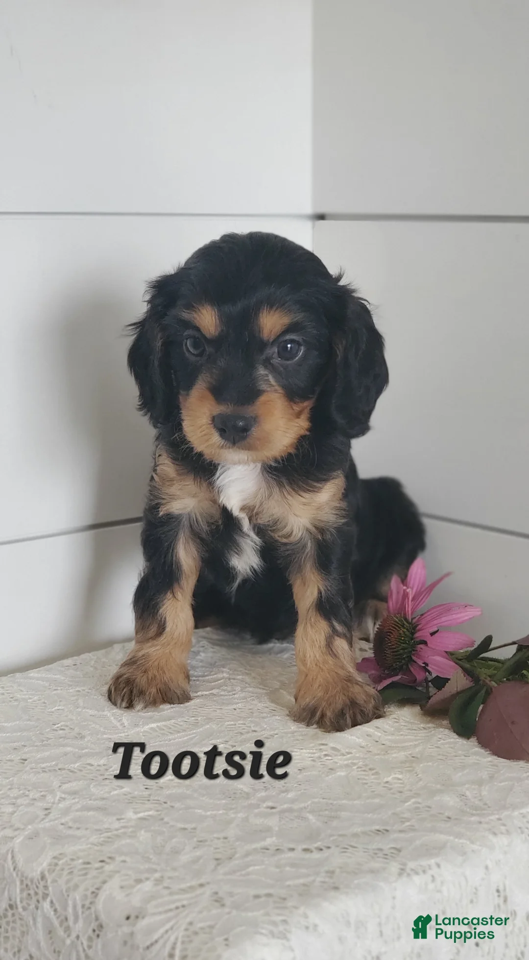 Cavapoo dogs for sale: Tootsie  - Ad 1