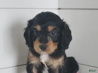 Cavapoo dogs Tootsie - Ad 5