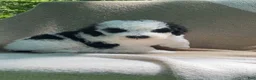 Mixed Breed dogs for sale: Pita - Ad 13
