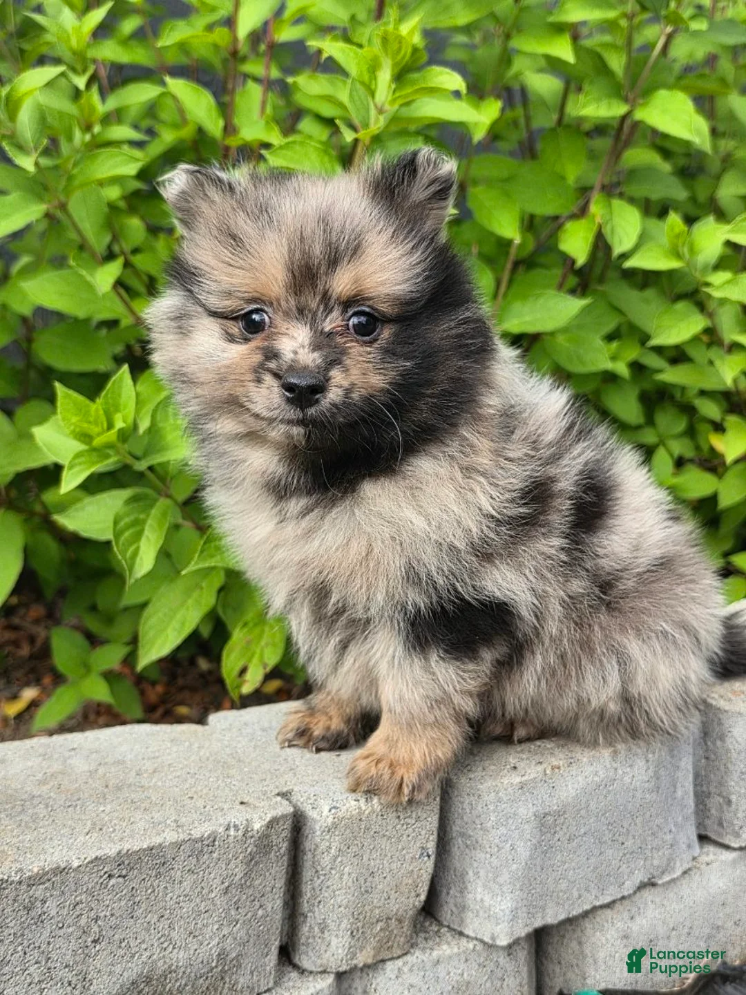 Pomeranian dogs for sale: Boy 1  - Ad 4