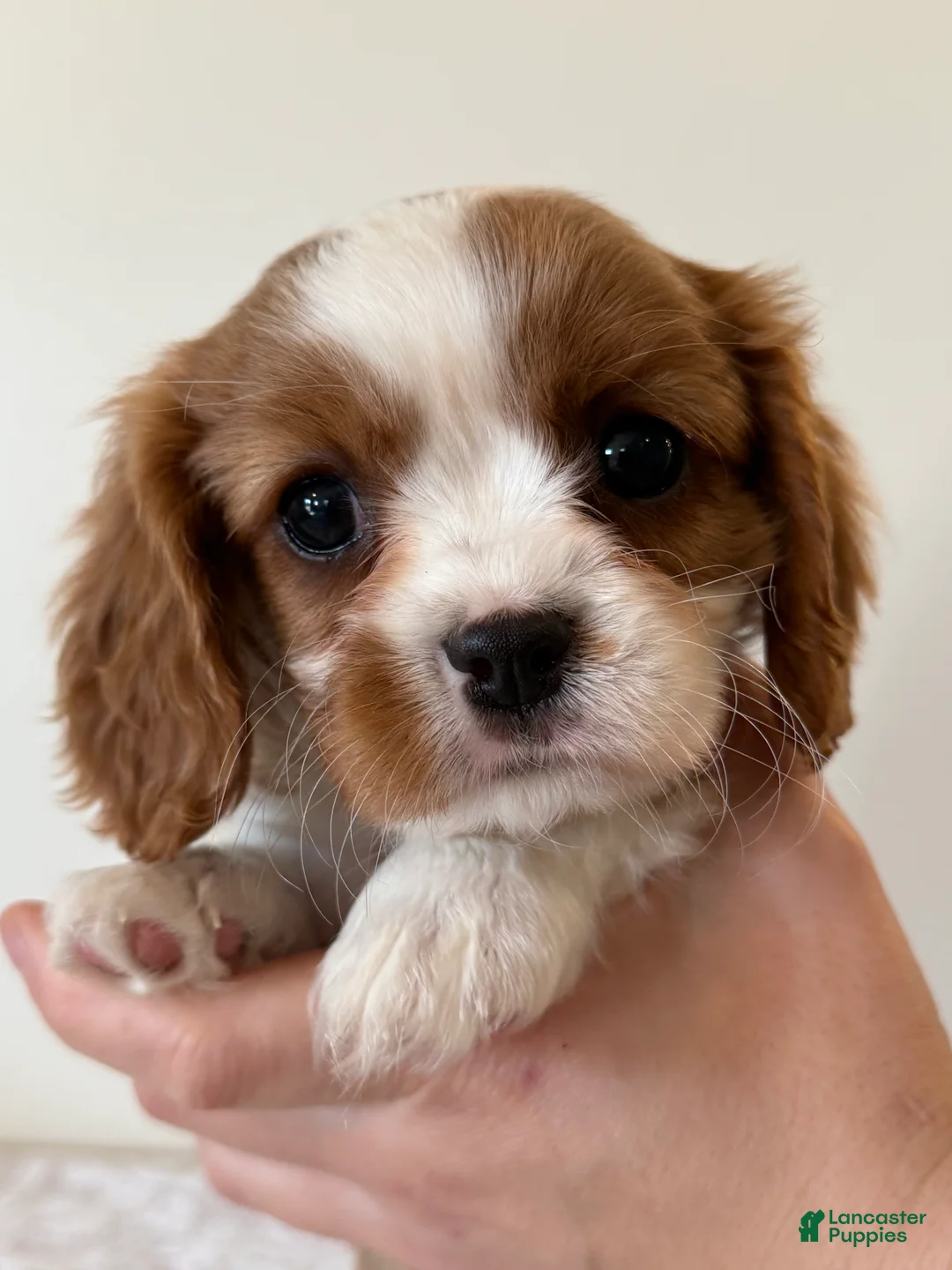 Cavalier King Charles Spaniel dogs for sale: Rex Cavalier King Charles Spaniel puppy  - Ad 1