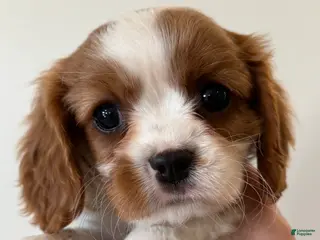 Cavalier King Charles Spaniel dogs for sale: Rex Cavalier King Charles Spaniel puppy - Ad 2