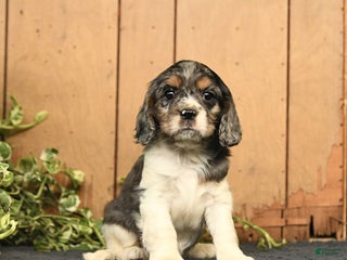 Cockalier dogs - Ad 7