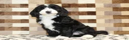 Mixed Breed dogs for sale: Fairy - Ad 4