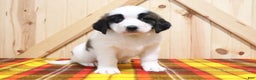Saint Bernard dogs for sale: Berry - Ad 4