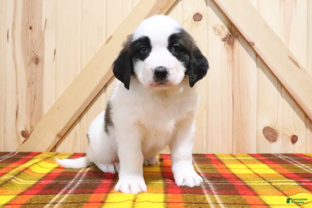 Saint Bernard dogs for sale: Berry - Ad 4