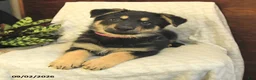 German Shepherd dogs for sale: Maddy - Ad 3