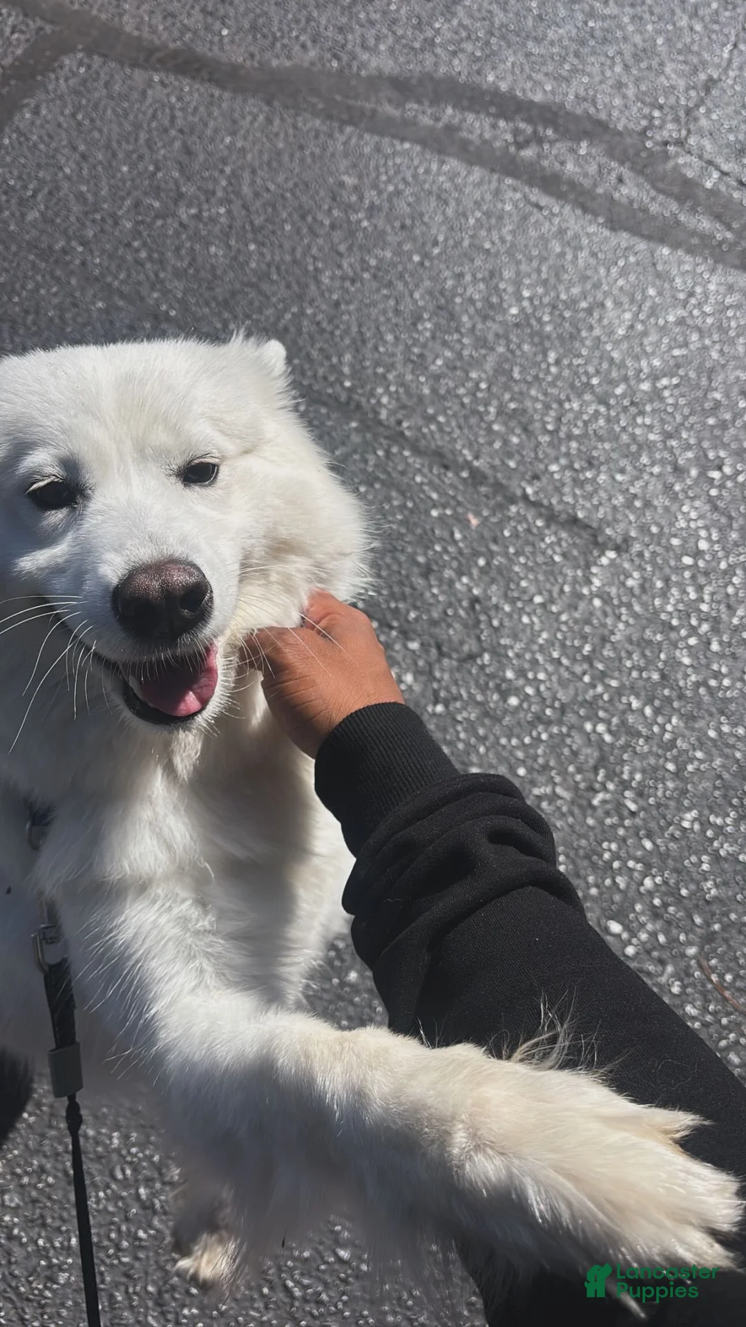 Samoyed dogs for sale: Samoyed 1 - Ad 2