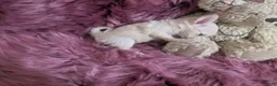 Chihuahua dogs for sale: Lisa Marie LC Apple Head  Videos  - Ad 4