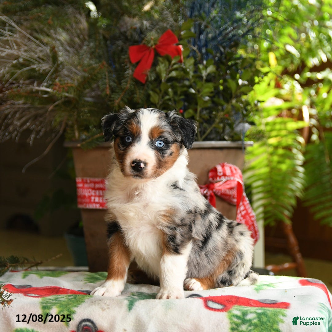 Australian Shepherd dogs for sale: Ace - Ad 1