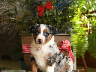 Australian Shepherd dogs Ace - Ad 35