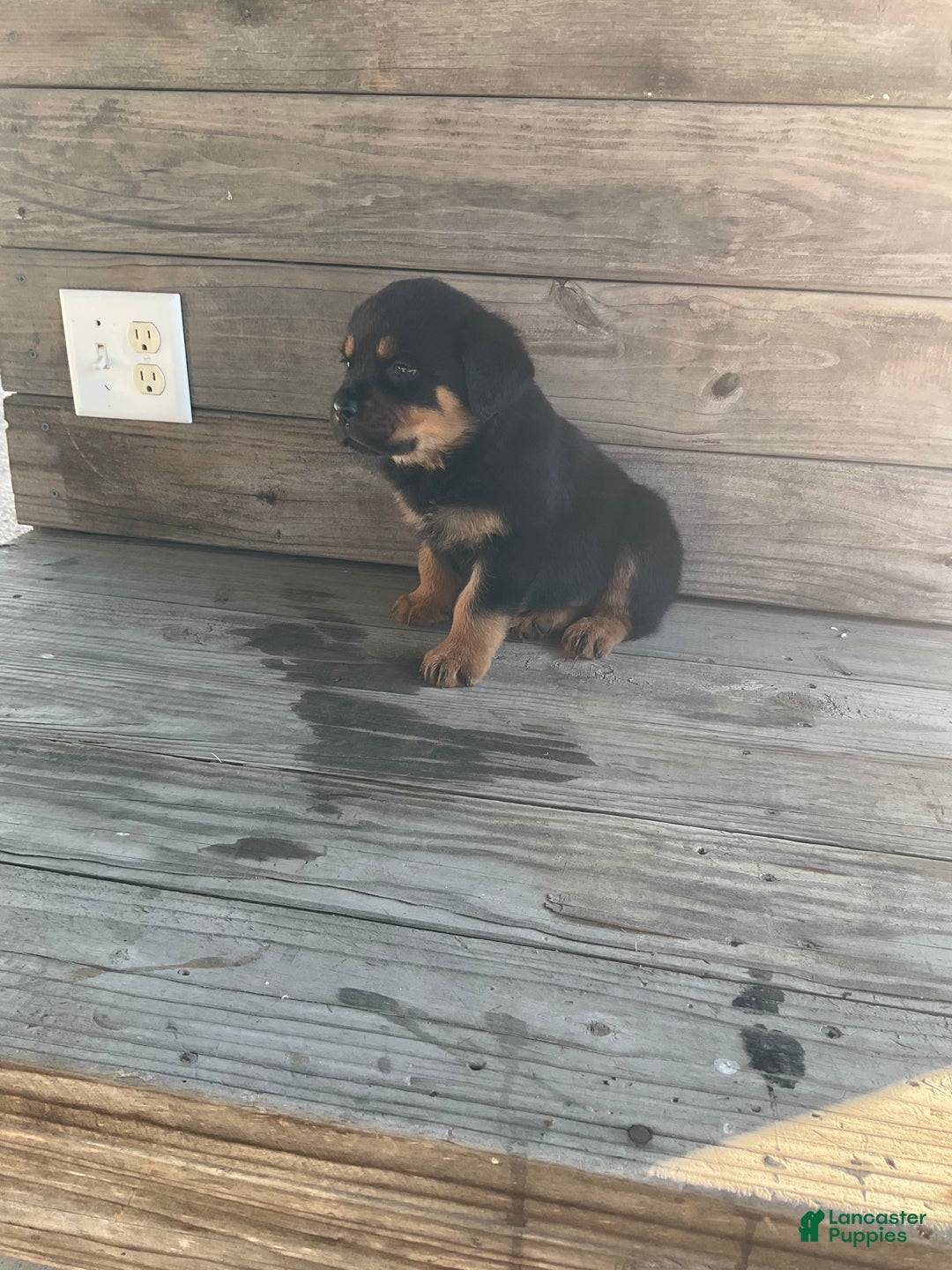 Rottweiler dogs for sale: Dasher - Ad 5
