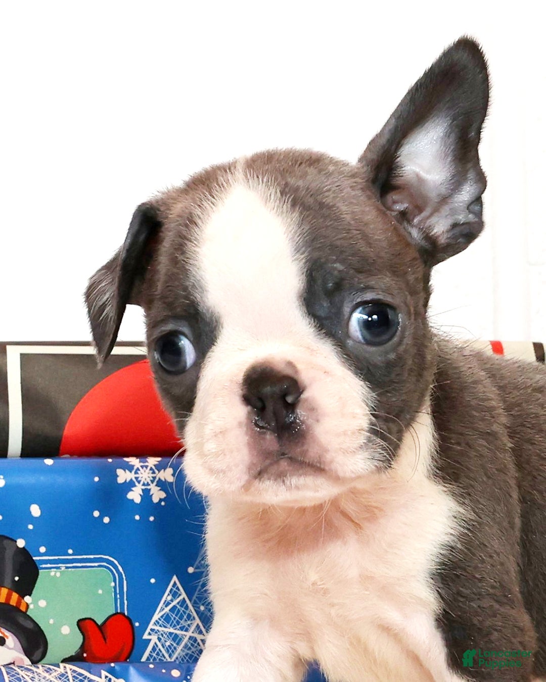 Boston Terrier dogs for sale: Blinker - Ad 7