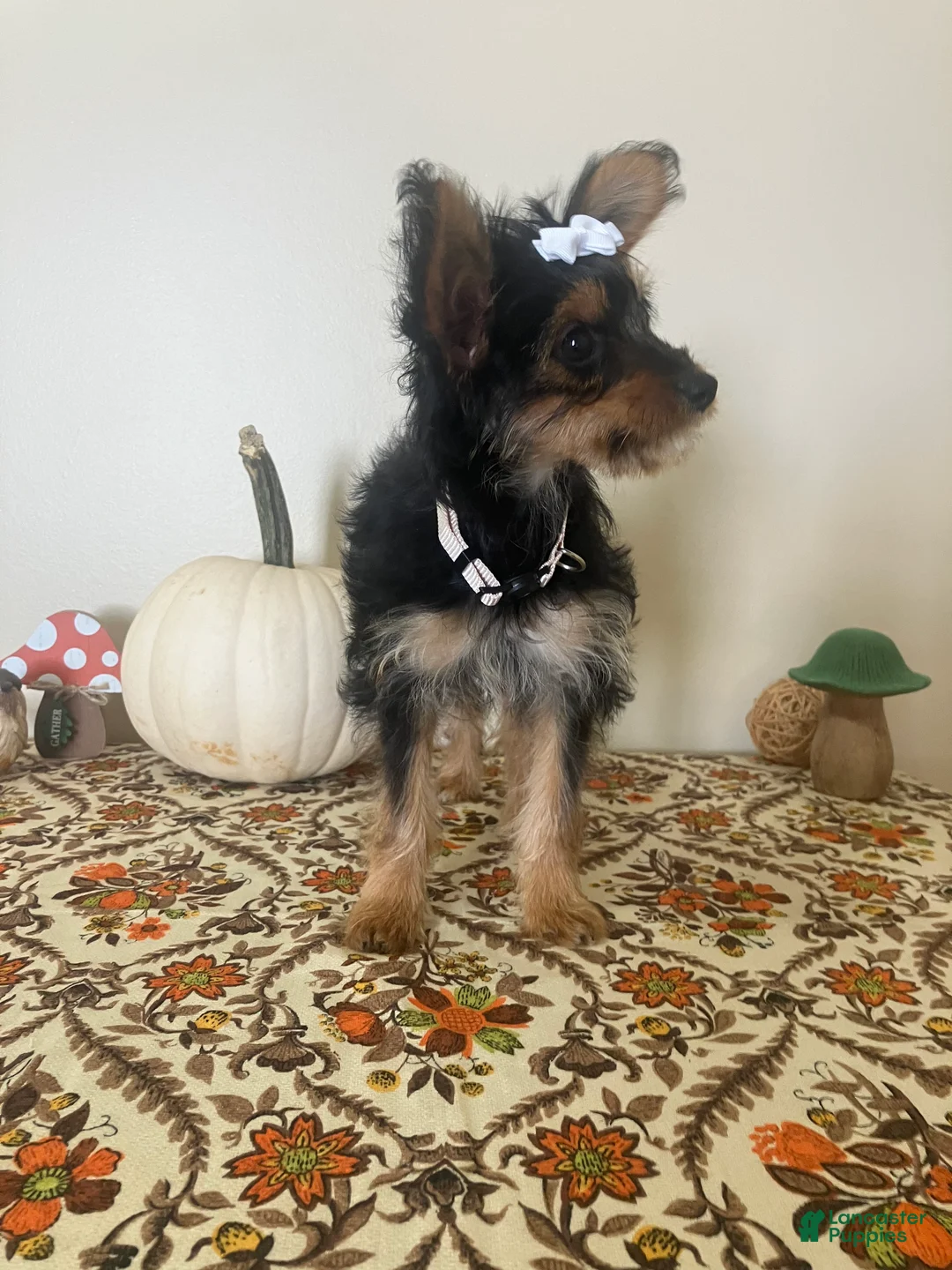 Morkie dogs for sale: Morkie 1 - Ad 2
