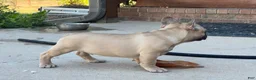 French Bulldog dogs for sale: Pete - Ad 6