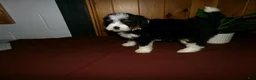 Mini Bernedoodle dogs for sale: Arnold - Ad 2