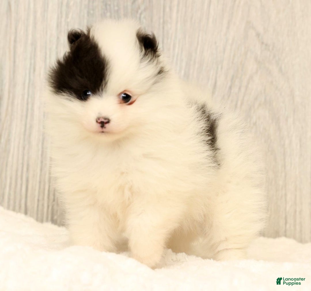 Pomeranian dogs for sale: Annabelle - Ad 7