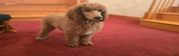 Standard Poodle dogs for sale: Lily - Ad 3