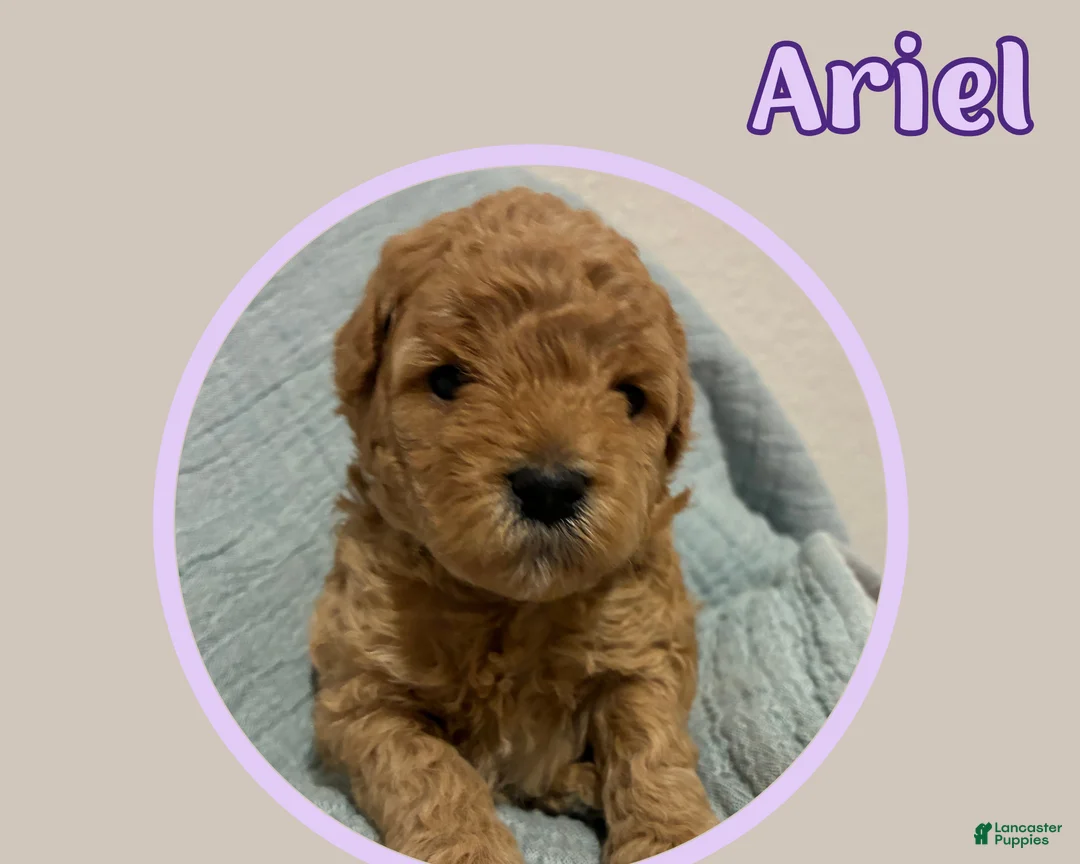 Cavapoo dogs for sale: Ariel  - Ad 2