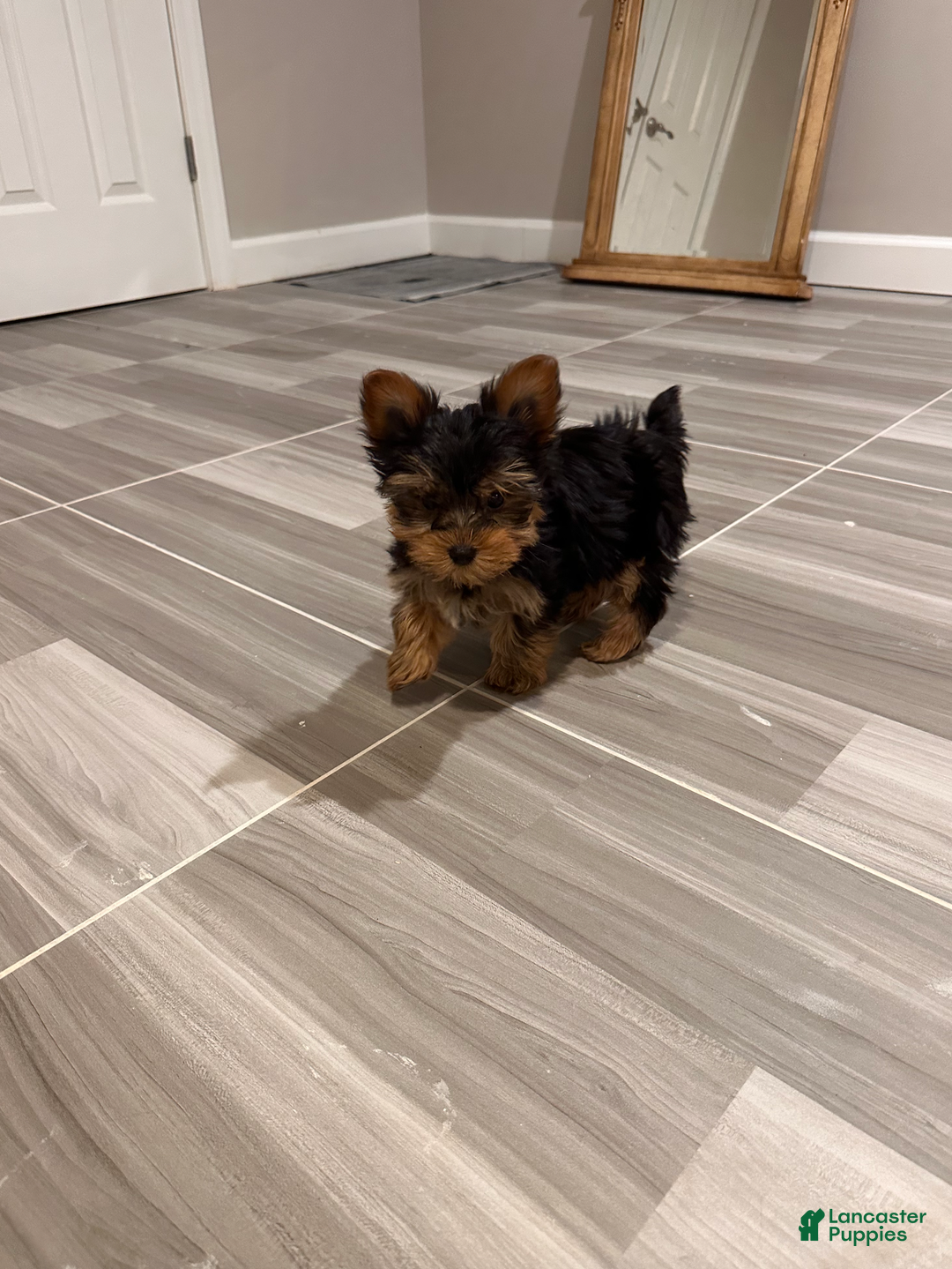 Yorkshire Terrier dogs for sale: Johnny- POTTY And CRATE TRAINED - Ad 2