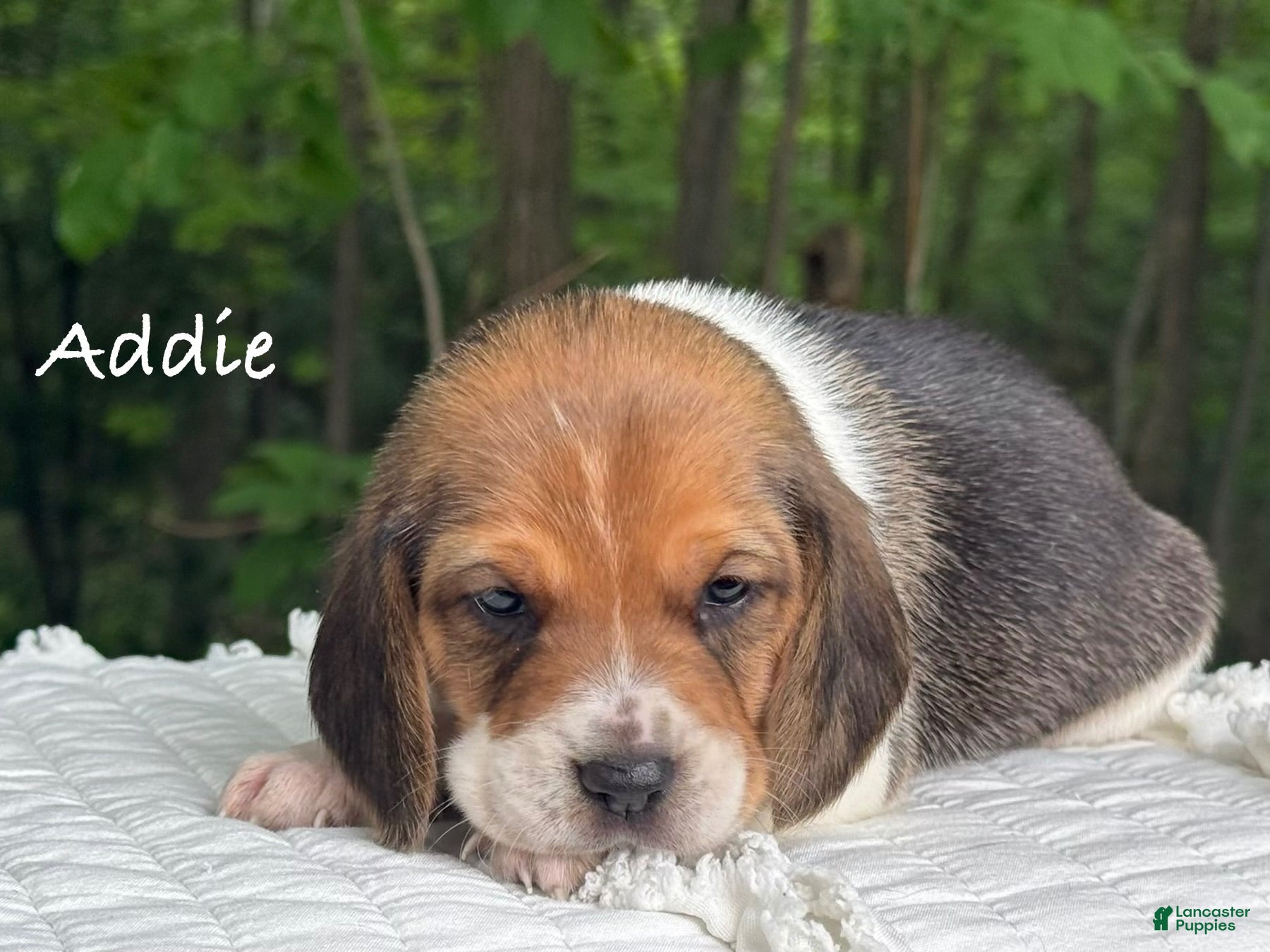 Beagle dogs Addie - Ad 1