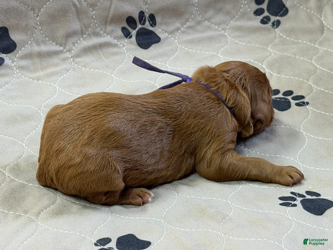 Goldendoodle dogs for sale: Purple - Goldendoodle Puppy 8 - Ad 3