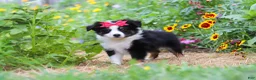 Toy Australian Shepherd dogs for sale: Rory - Ad 5