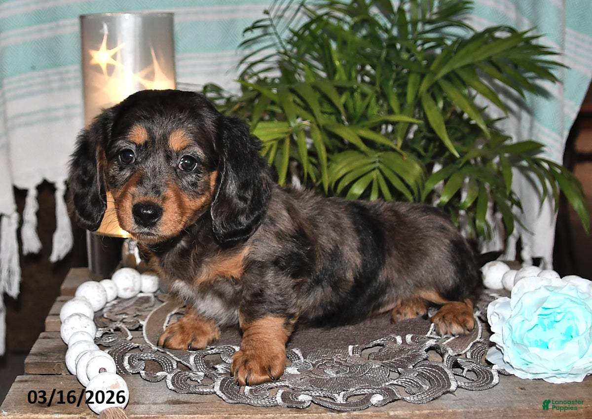Dachshund dogs Rila - Ad 2
