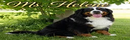 Bernese Mountain Dog dogs for sale: Mr. Barney - Ad 11