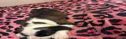 Mixed Breed dogs for sale: Mixed Breed 1 - Ad 3