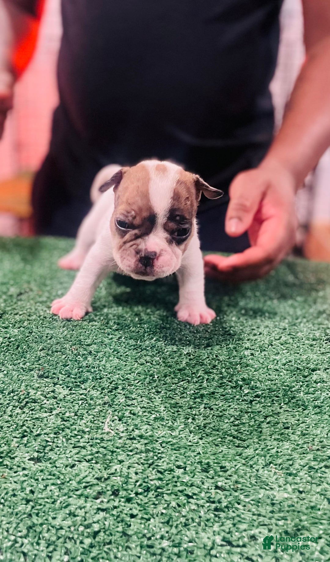 American Bully dogs for sale: American Bully Puppy 5 - Ad 2